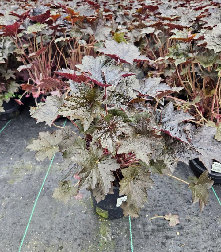Heuchera villosa 'Blackout'