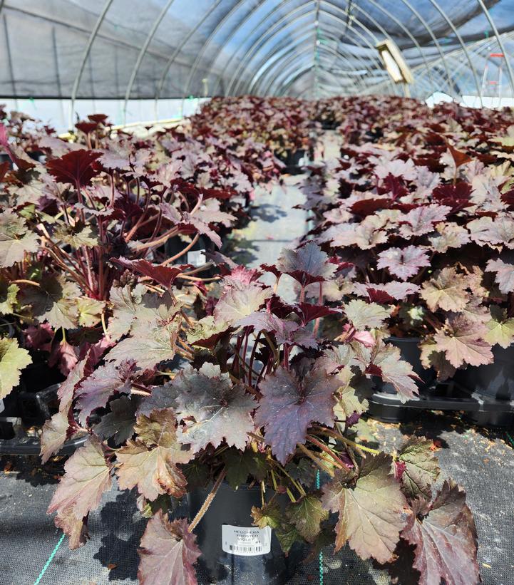 Heuchera Frosted Violet