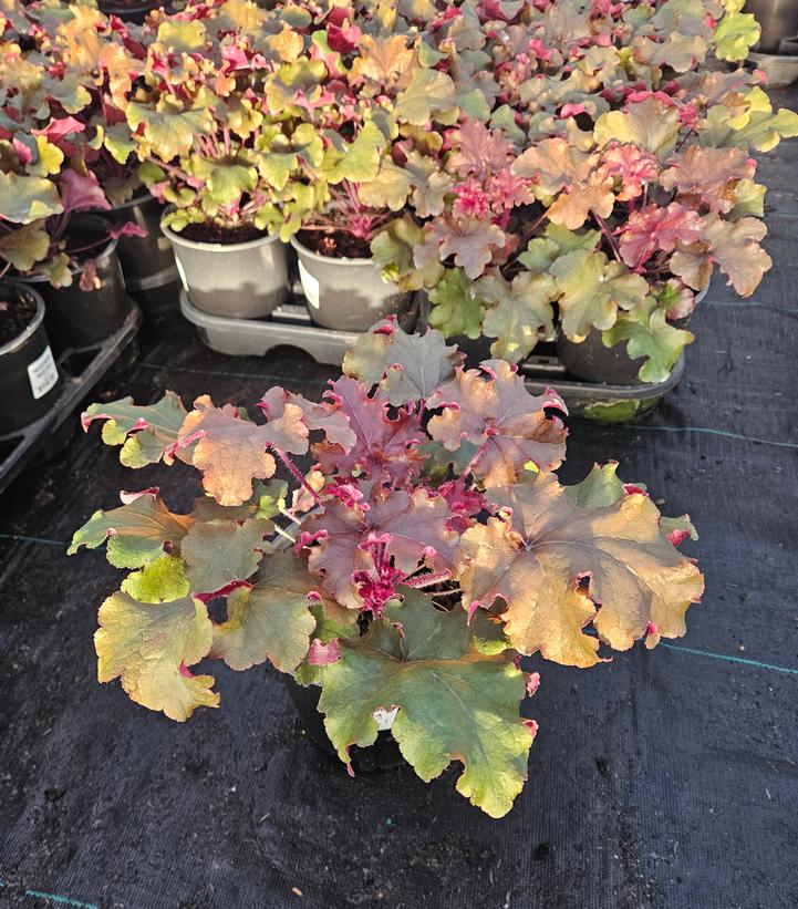 Heuchera Red Sea