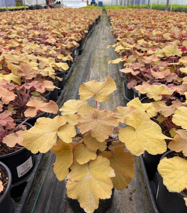 Heuchera villosa Caramel