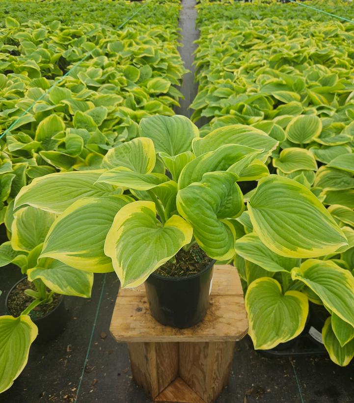 Hosta Fragrant Bouquet