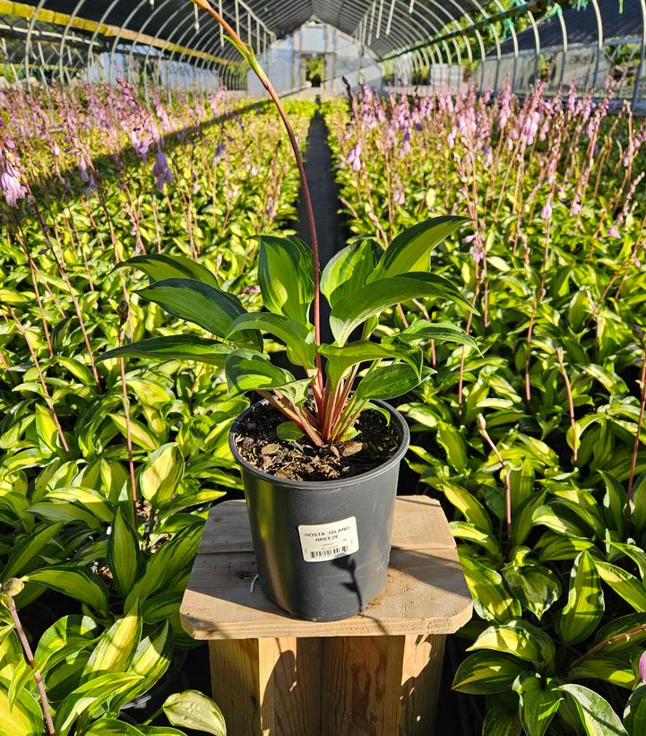 Hosta x 'Island Breeze'