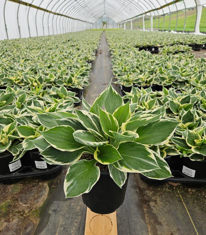 Hosta Patriot