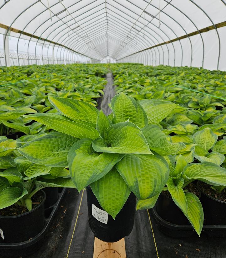 Hosta Pauls Glory