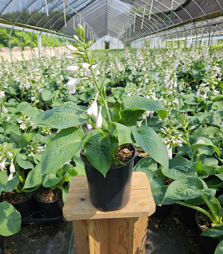Hosta sieboldiana 'Elegans'