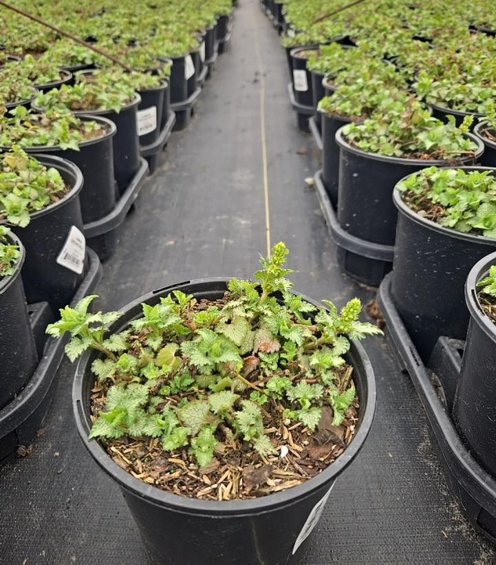 Lamium maculatum Orchid Frost