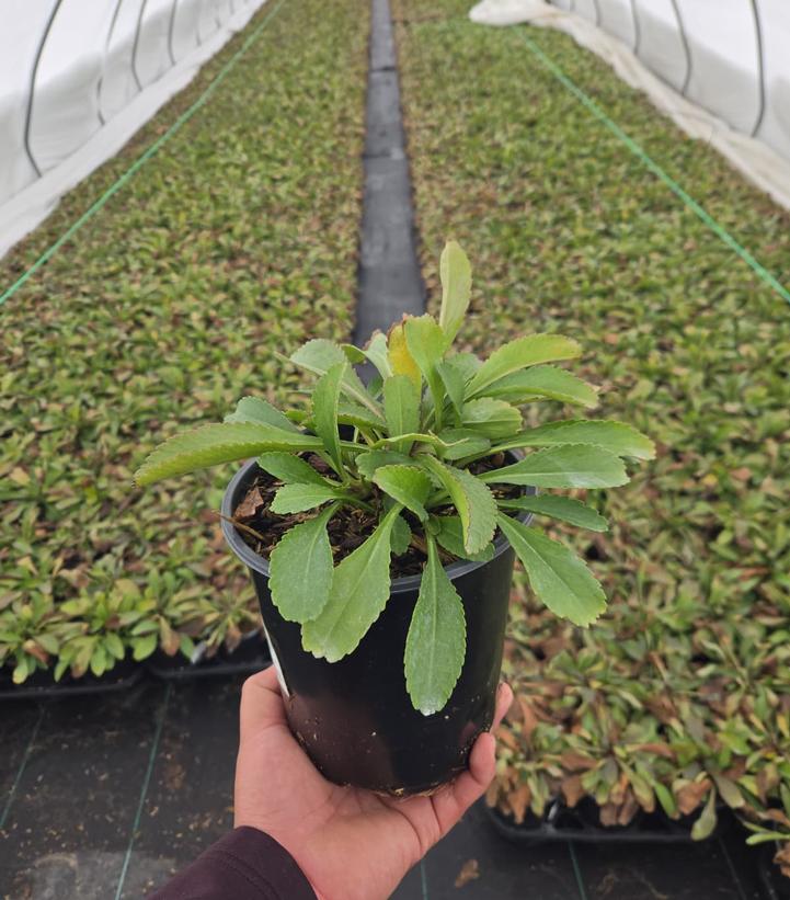 Leucanthemum x superbum 'Becky'