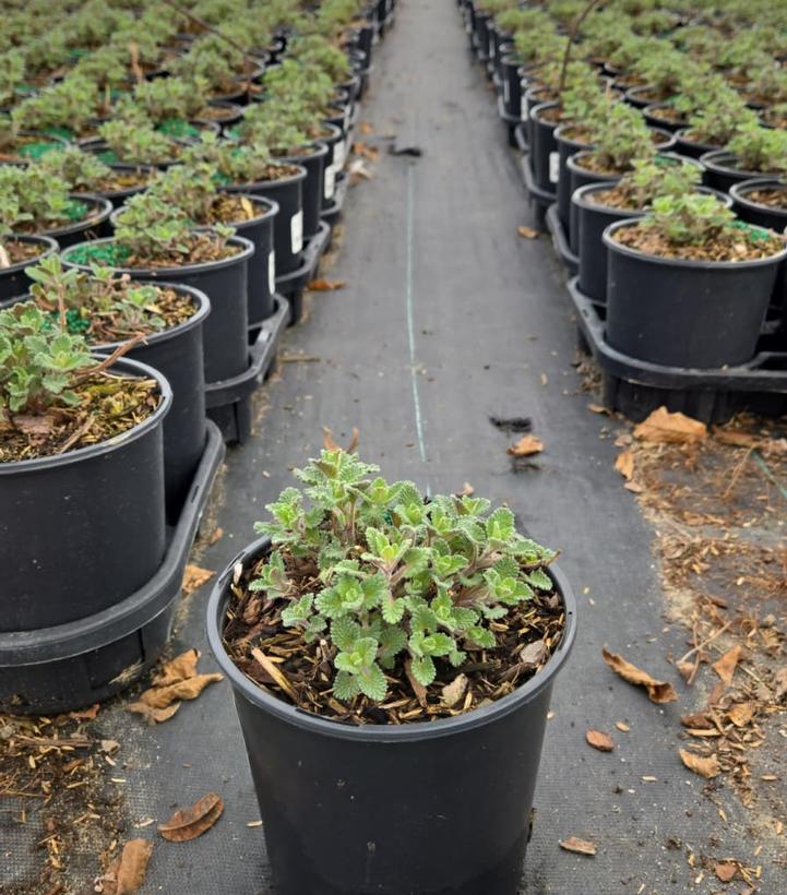 Nepeta racemosa 'Walker's Low'