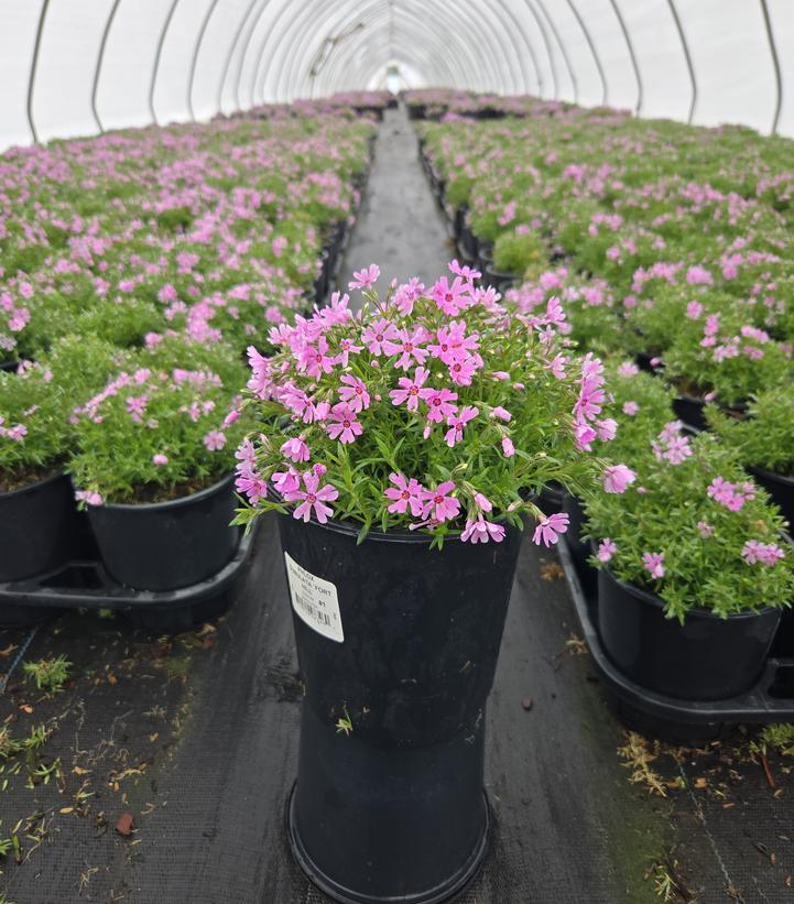 Phlox subulata 'Fort Hill'