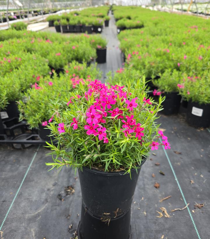 Phlox subulata Scarlet Flame