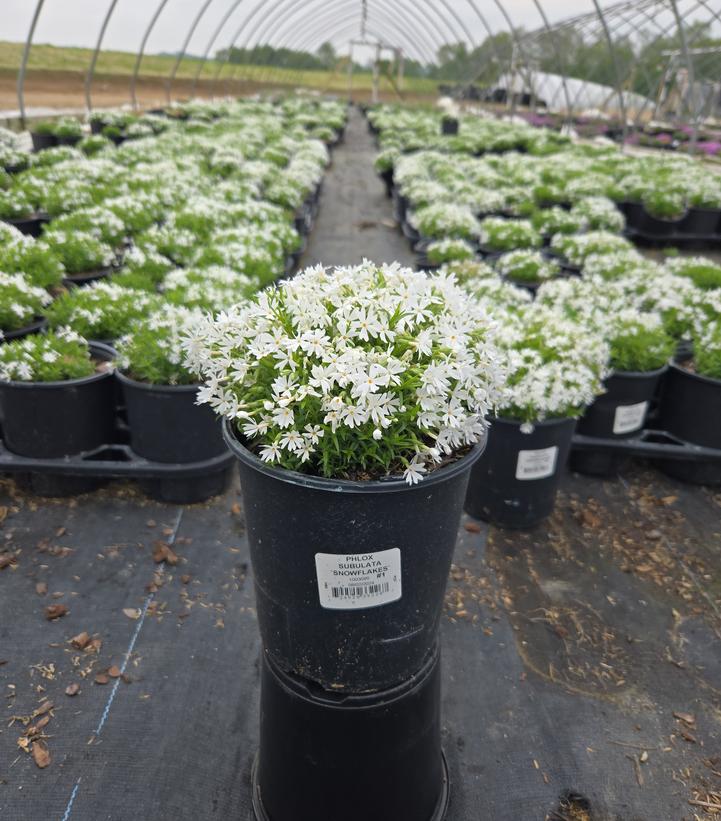 Phlox subulata 'Snowflakes'
