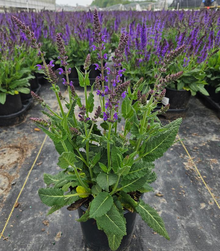 Salvia nemorosa May Night