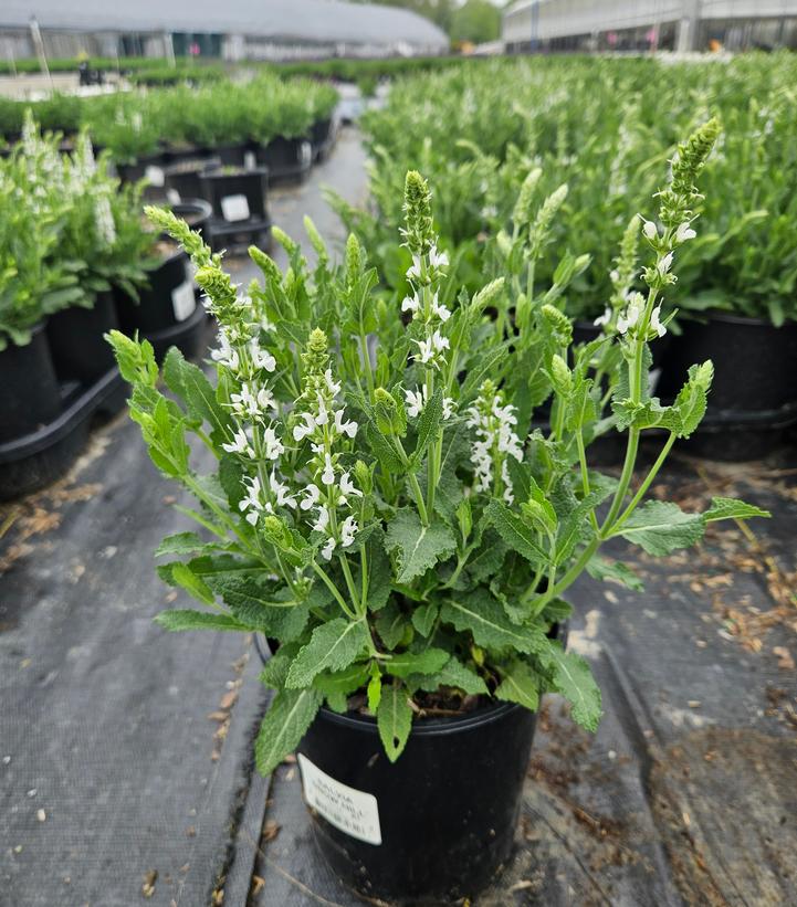 Salvia x sylvestris Snow Hill