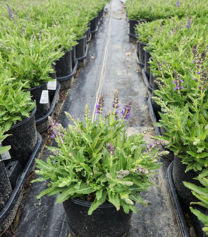 Salvia nemerosa Marcus™