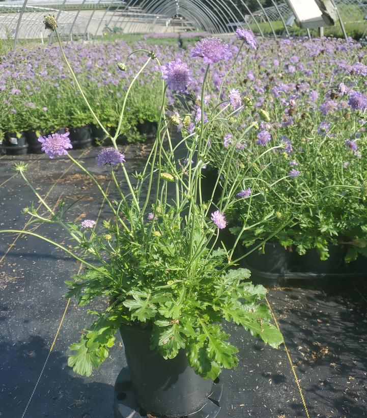 Scabiosa caucasica 'Butterfly Blue'