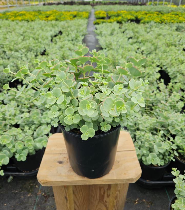 Sedum sieboldii 