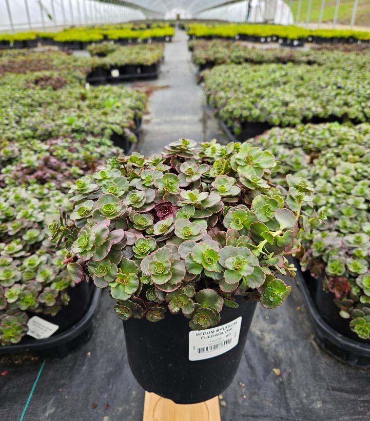Sedum spurium Fuldaglow