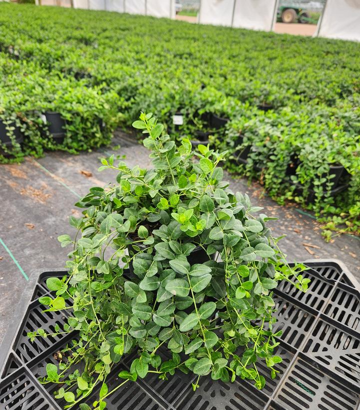 Vinca minor 'Bowles'