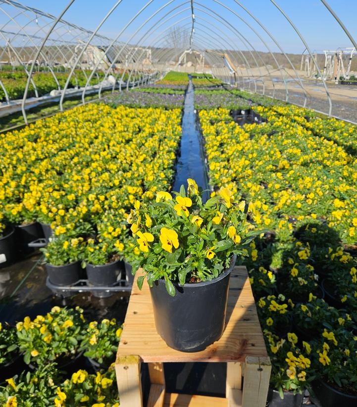 Viola cornuta Penny™ 'Yellow Blotch'