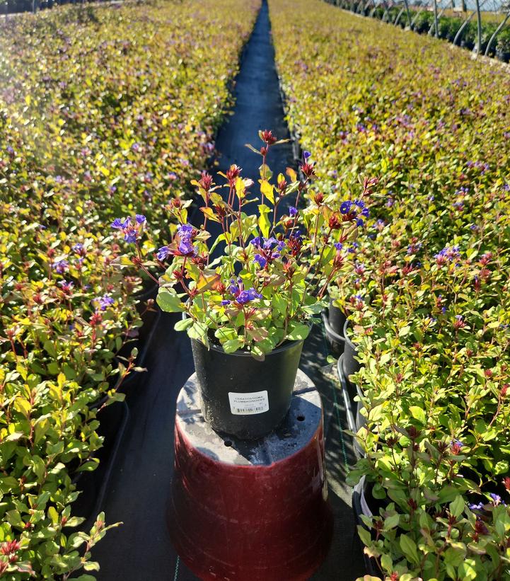 Ceratostigma plumbaginoides 