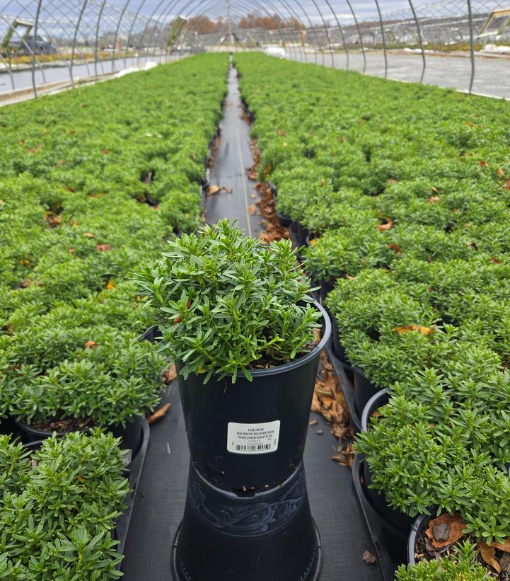 Iberis sempervirens Snowsurfer™