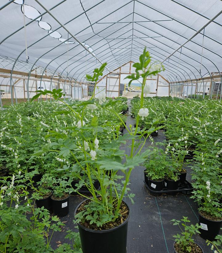 Dicentra spectabilis 'Alba'