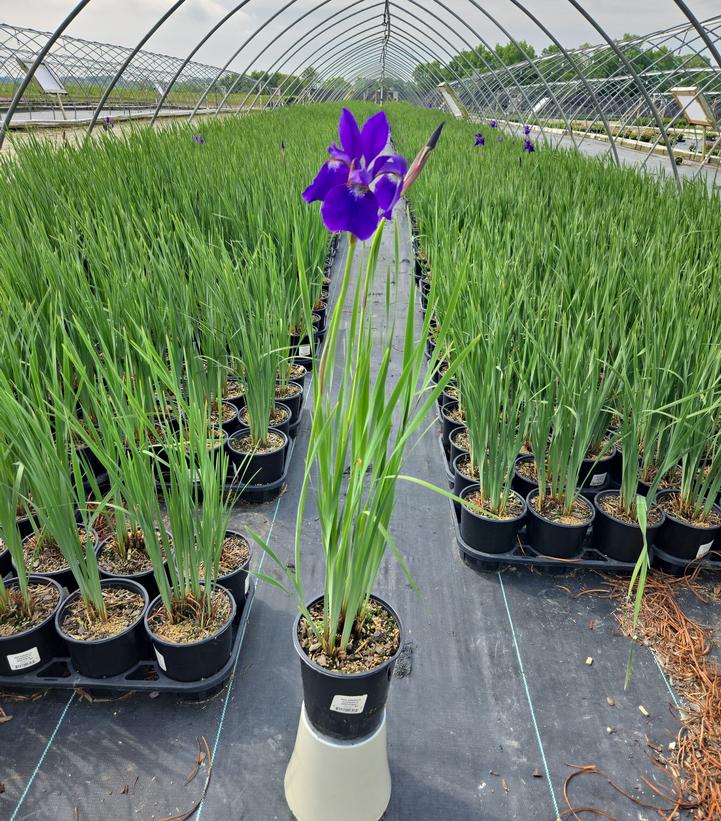 Iris sibirica Caesars Brother