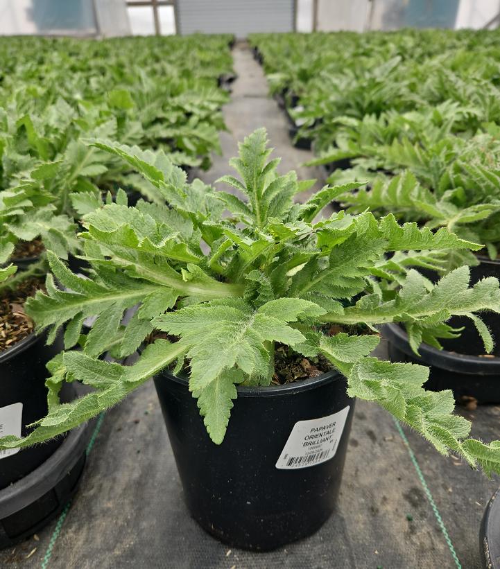 Papaver orientale Brilliant