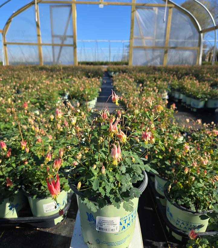 Aquilegia canadensis 'Little Lanterns'