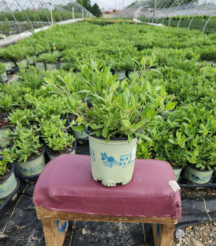 Coreopsis Sunshine Superman