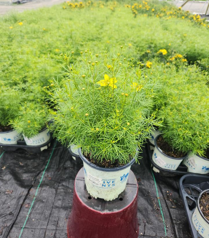 Coreopsis verticillata 