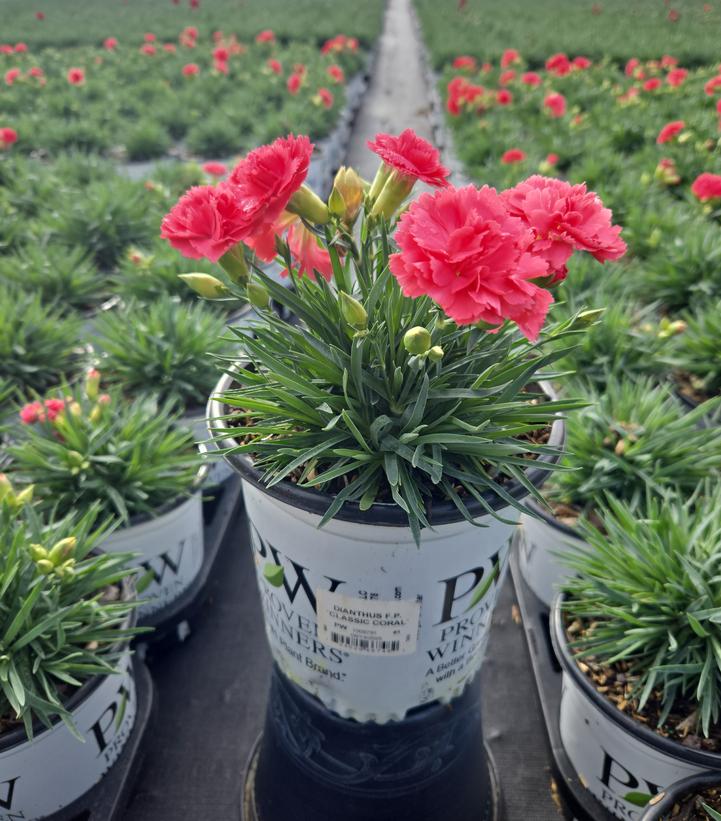 Dianthus x Fruit Punch® Fruit Punch® Classic Coral