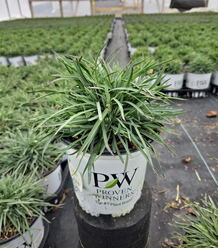 Dianthus x Fruit Punch® Fruit Punch® Cranberry Cocktail