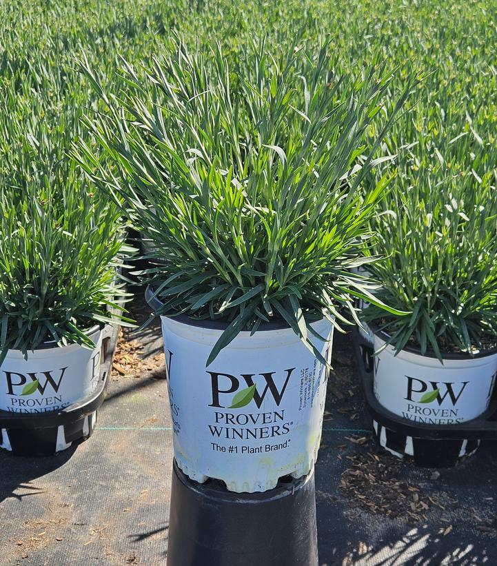 Dianthus x Fruit Punch® Raspberry Ruffles