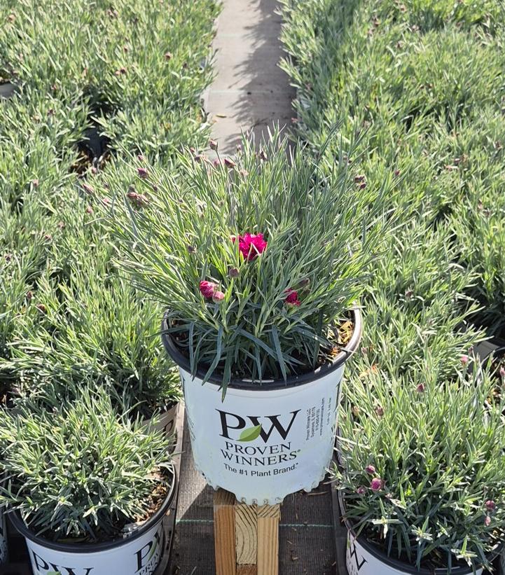 Dianthus x Fruit Punch® Spiked Punch