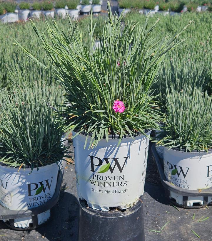 Dianthus x Fruit Punch® Sweetie Pie