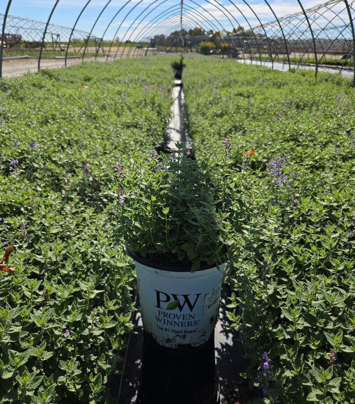 Nepeta faassenii 'Cat's Meow'