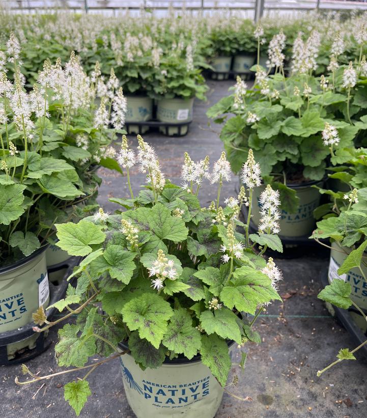 Tiarella cord. Running Tapestry