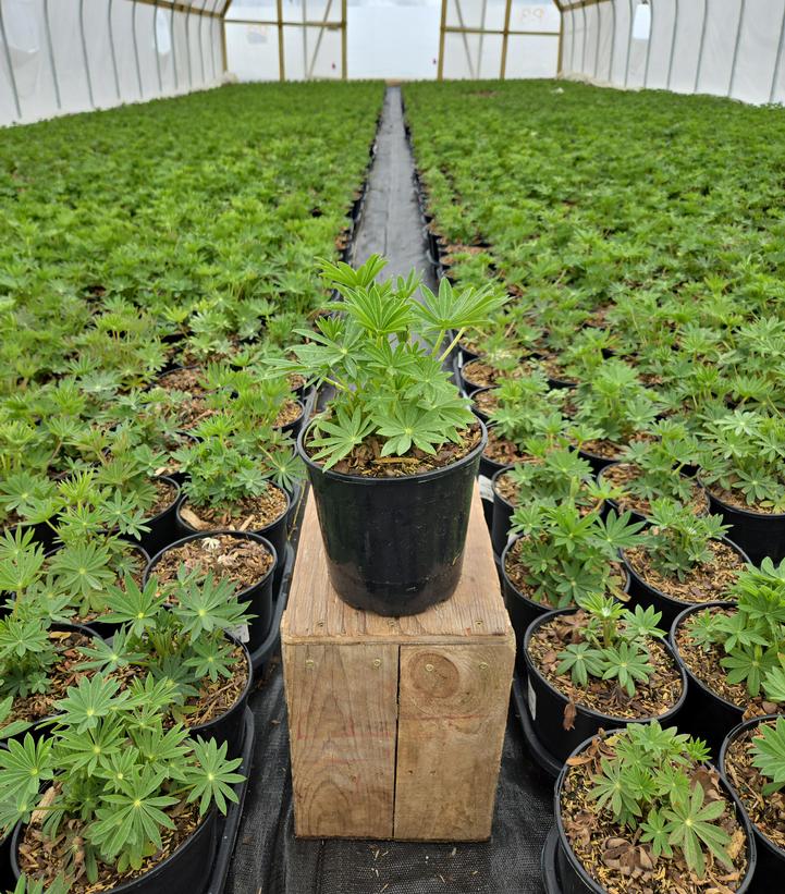 Lupinus polyphyllus 'Gallery Pink'