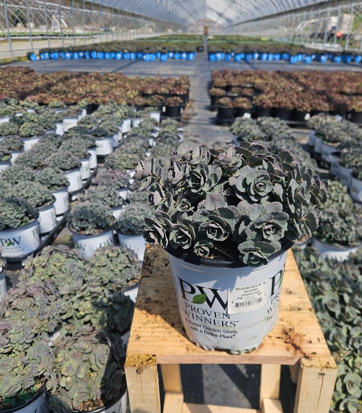Sedum x Rock 'N Grow® Rock 'N Grow® 'Popstar'