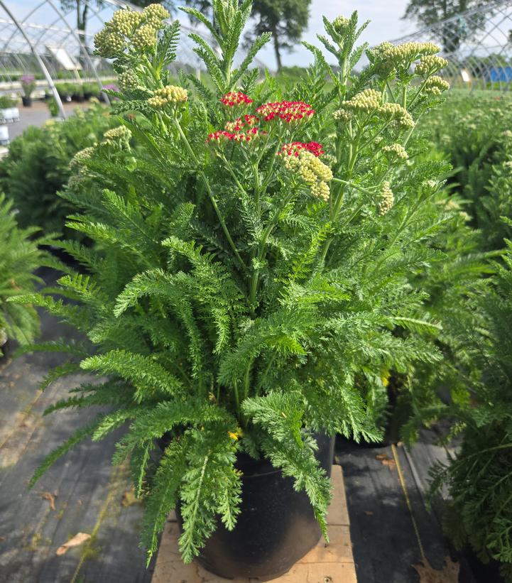 Achillea millefolium 'Strawberry Seduction'