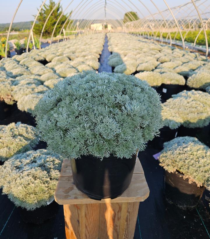 Artemisia schmidtiana Silvermound