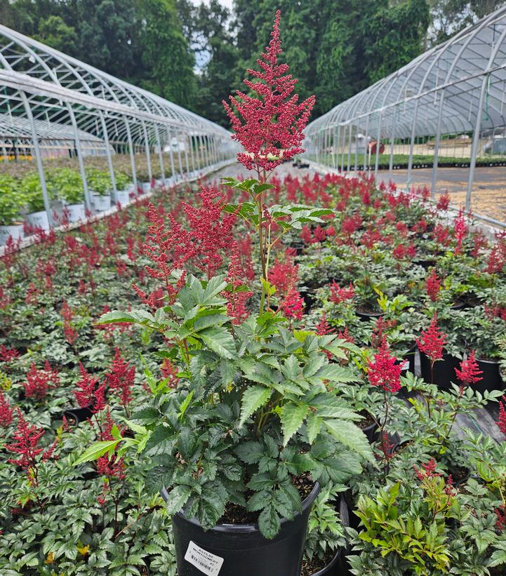 Astilbe japonica 'Montgomery'