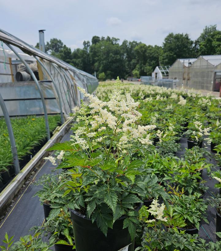 Astilbe arendsii 'Bridal Veil'