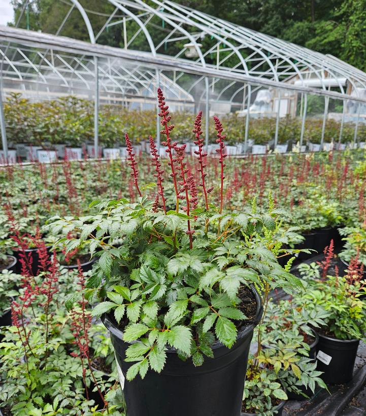 Astilbe arendsii 'Fanal'