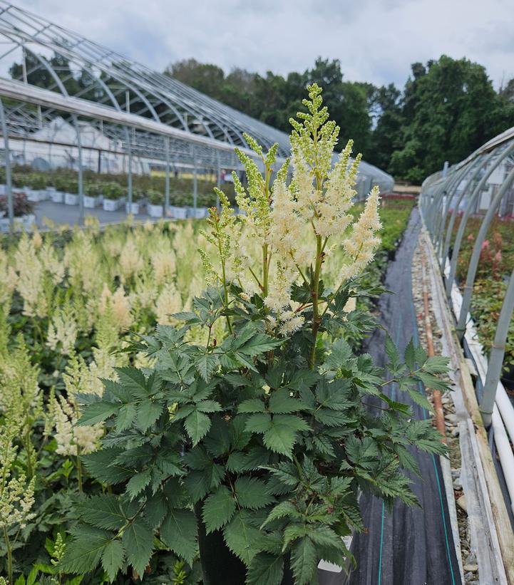 Astilbe chinensis 'Vision in White'