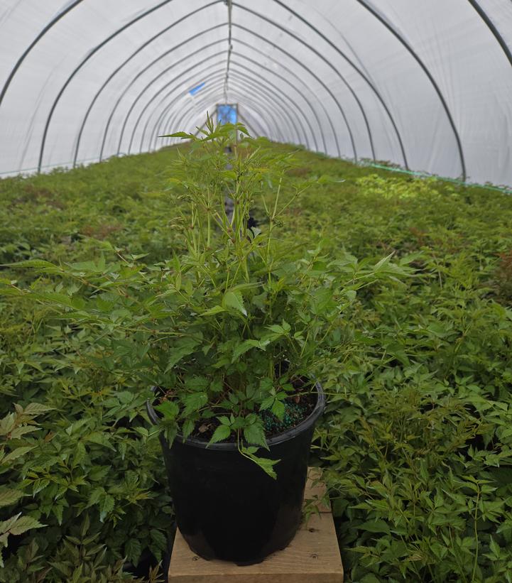 Astilbe japonica 'Deutschland'