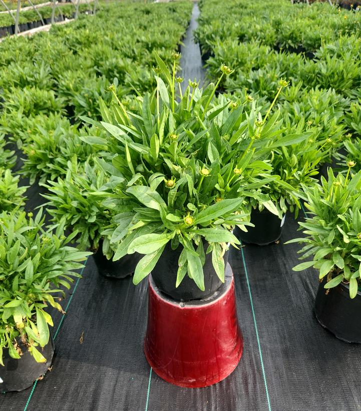 Coreopsis grand. Early Sunrise