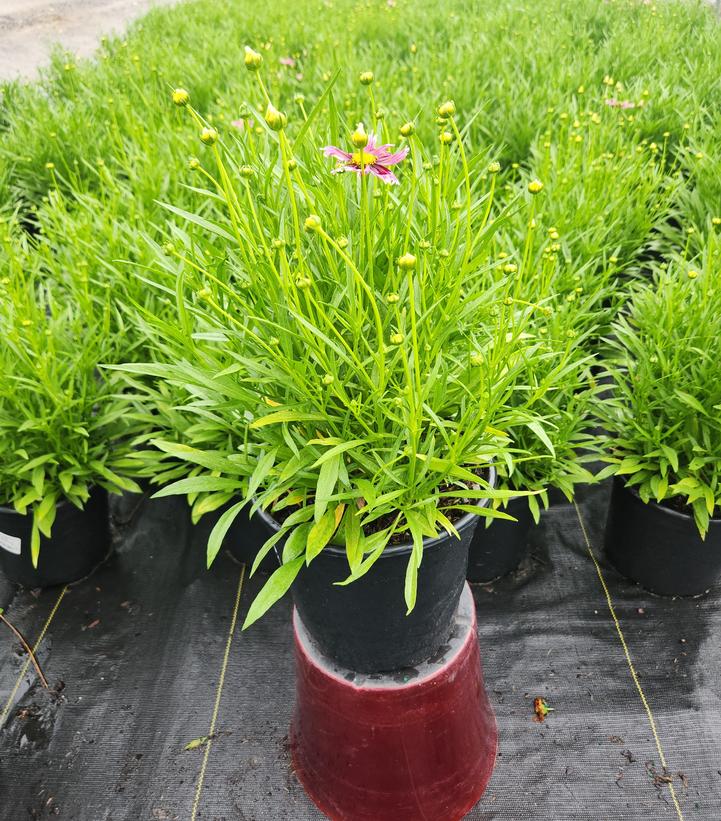 Coreopsis x Li'l Bang™ 'Starstruck'