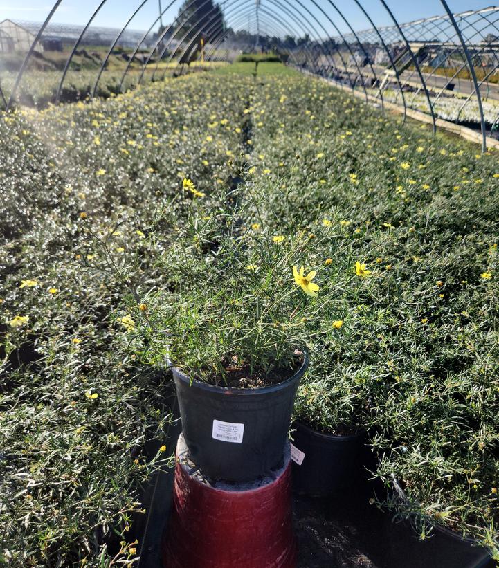 Coreopsis verticillata 'Moonbeam'